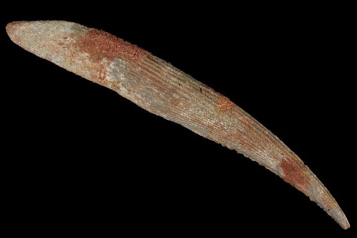 Fossil Shark (Hybodus) Dorsal Spine - Morocco #106532